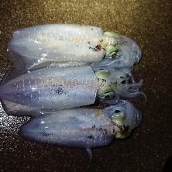 ちょこっとエギング