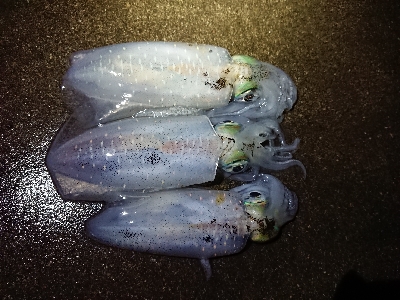 ちょこっとエギング