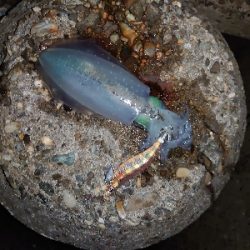 ヨーズリチャレンジ