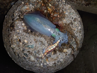 ヨーズリチャレンジ