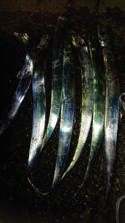 太刀魚超入れ食い