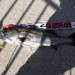 爆風でシーバス