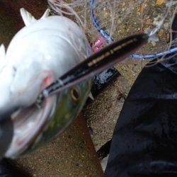 雨の中青物狙い!!