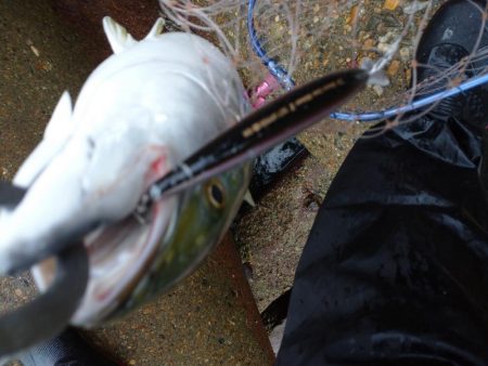 雨の中青物狙い!!