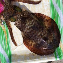 午後からエギング