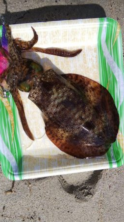 午後からエギング