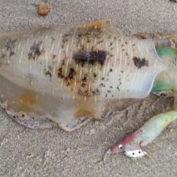 夕マズメエギング