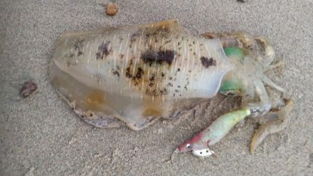 夕マズメエギング