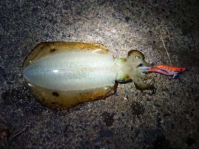 朝マズメ狙いでしたが…