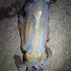 ちょこっとエギング