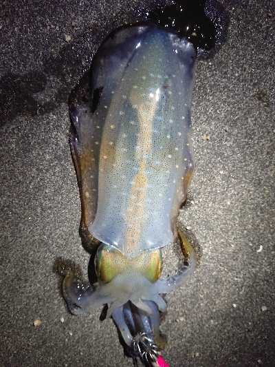 ちょこっとエギング