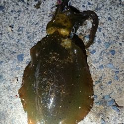 仕事終わりエギング