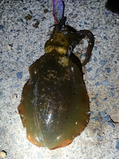 仕事終わりエギング