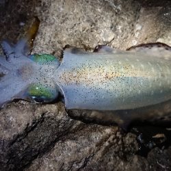 朝マズメ狙いエギング