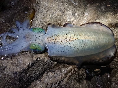 朝マズメ狙いエギング