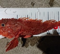 ゴールデンイーグル