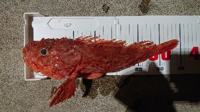 ゴールデンイーグル