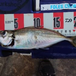 ヨッシャーええサイズやー