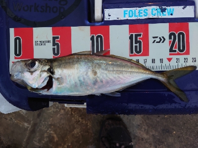 ヨッシャーええサイズやー