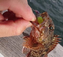 南港ガシリング