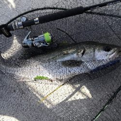 爆風でシーバス