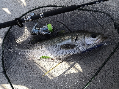 爆風でシーバス