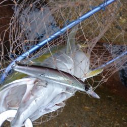 雨の中青物狙い!!