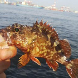 ガシラ35  フグ1