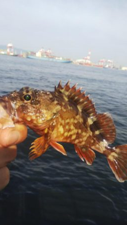 ガシラ35  フグ1