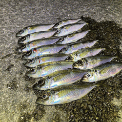 瀬戸内の島アジング（2020-20)