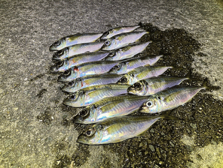 瀬戸内の島アジング（2020-20)