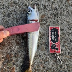 タチウオ✕青物✕　アジ&サバ&マイワシのみ