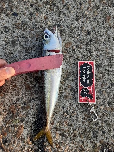 タチウオ✕青物✕　アジ&サバ&マイワシのみ