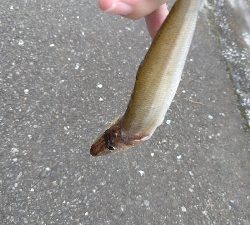 少し厳しい釣果