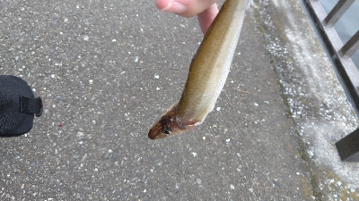 少し厳しい釣果