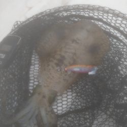 初ティップラン