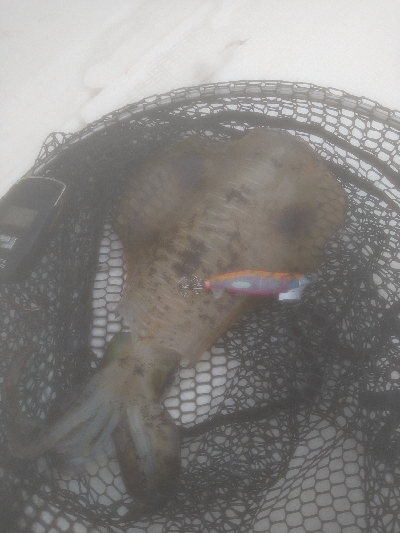 初ティップラン