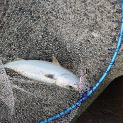 ハマチラッシュ