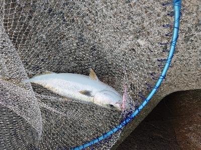 ハマチラッシュ