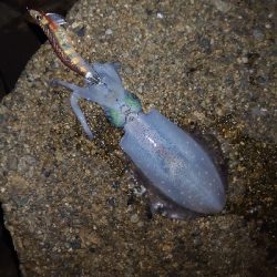 ヨーズリチャレンジその３