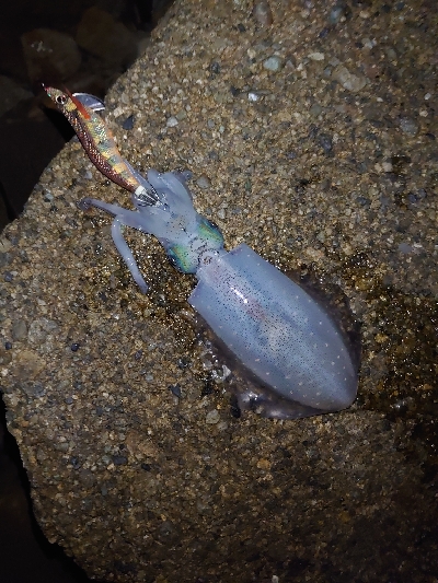 ヨーズリチャレンジその３