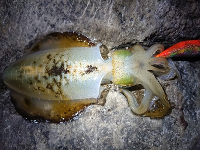 朝マズメ狙いエギング