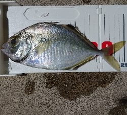 ゴールデンイーグル