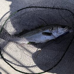 爆風でシーバス