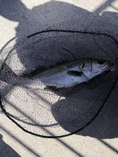 爆風でシーバス