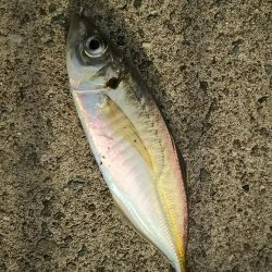 エビ撒き釣りで六目達成♪