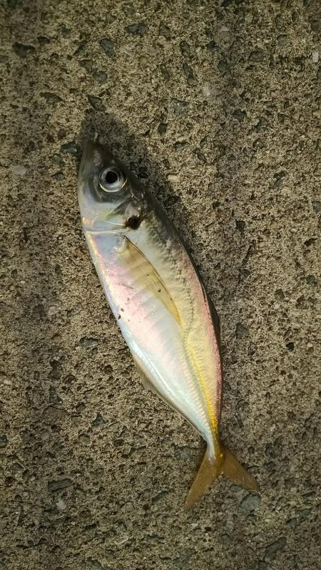 エビ撒き釣りで六目達成♪