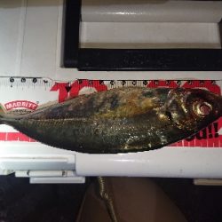 アジングテスト