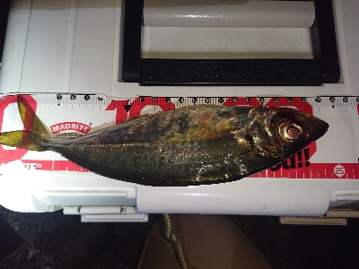 アジングテスト