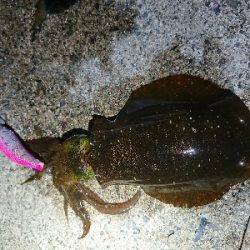 夕方からエギング